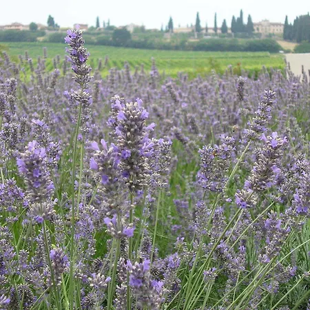 Casa Pierina Agriturismo * Villafranca di Verona